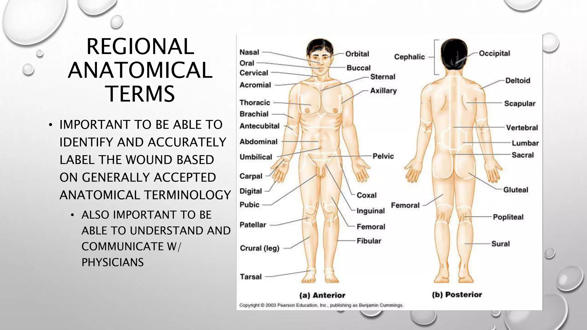 Wound Care Anatomy | PPTX