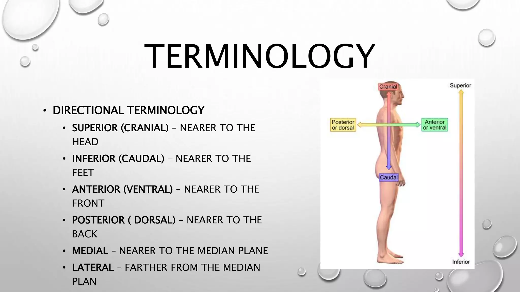 Wound Care Anatomy | PPTX