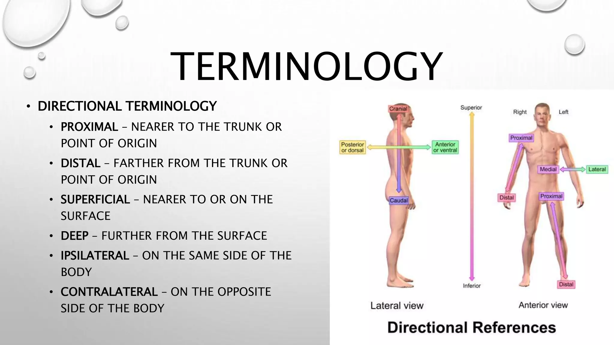 Wound Care Anatomy | PPTX