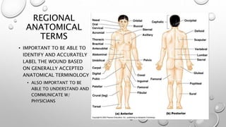 REGIONAL
ANATOMICAL
TERMS
• IMPORTANT TO BE ABLE TO
IDENTIFY AND ACCURATELY
LABEL THE WOUND BASED
ON GENERALLY ACCEPTED
ANATOMICAL TERMINOLOGY
• ALSO IMPORTANT TO BE
ABLE TO UNDERSTAND AND
COMMUNICATE W/
PHYSICIANS
 