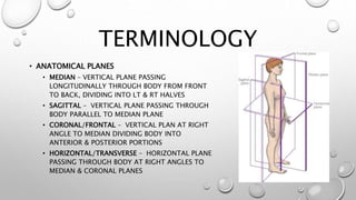 TERMINOLOGY
• ANATOMICAL PLANES
• MEDIAN – VERTICAL PLANE PASSING
LONGITUDINALLY THROUGH BODY FROM FRONT
TO BACK, DIVIDING INTO LT & RT HALVES
• SAGITTAL – VERTICAL PLANE PASSING THROUGH
BODY PARALLEL TO MEDIAN PLANE
• CORONAL/FRONTAL – VERTICAL PLAN AT RIGHT
ANGLE TO MEDIAN DIVIDING BODY INTO
ANTERIOR & POSTERIOR PORTIONS
• HORIZONTAL/TRANSVERSE – HORIZONTAL PLANE
PASSING THROUGH BODY AT RIGHT ANGLES TO
MEDIAN & CORONAL PLANES
 