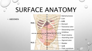 SURFACE ANATOMY
• ABDOMEN
 