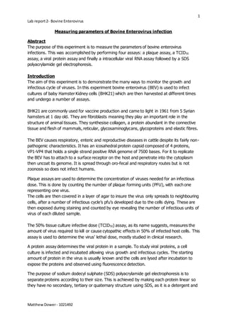 1
Lab report2- Bovine Enterovirus
MatthewDower- 1021492
Measuring parameters of Bovine Enterovirus infection
Abstract
The purpose of this experiment is to measure the parameters of bovine enterovirus
infections. This was accomplished by performing four assays: a plaque assay, a TCID50
assay, a viral protein assay and finally a intracellular viral RNA assay followed by a SDS
polyacrylamide gel electrophoresis.
Introduction
The aim of this experiment is to demonstrate the many ways to monitor the growth and
infectious cycle of viruses. In this experiment bovine enterovirus (BEV) is used to infect
cultures of baby Hamster Kidney cells (BHK21) which are then harvested at different times
and undergo a number of assays.
BHK21 are commonly used for vaccine production and came to light in 1961 from 5 Syrian
hamsters at 1 day old. They are fibroblasts meaning they play an important role in the
structure of animal tissues. They synthesise collagen, a protein abundant in the connective
tissue and flesh of mammals, reticular, glycosaminoglycans, glycoproteins and elastic fibres.
The BEV causes respiratory, enteric and reproductive diseases in cattle despite its fairly non-
pathogenic characteristics. It has an icosahedral protein capsid composed of 4 proteins,
VP1-VP4 that holds a single strand positive RNA genome of 7500 bases. For it to replicate
the BEV has to attach to a surface receptor on the host and penetrate into the cytoplasm
then uncoat its genome. It is spread through oro-fecal and respiratory routes but is not
zoonosis so does not infect humans.
Plaque assays are used to determine the concentration of viruses needed for an infectious
dose. This is done by counting the number of plaque forming units (PFU), with each one
representing one virus.
The cells are then covered in a layer of agar to insure the virus only spreads to neighbouring
cells, after a number of infectious cycle’s pfu’s developed due to the cells dying. These are
then exposed during staining and counted by eye revealing the number of infectious units of
virus of each diluted sample.
The 50% tissue culture infective dose (TCID50) assay, as its name suggests, measures the
amount of virus required to kill or cause cytopathic effects in 50% of infected host cells. This
assay is used to determine the virus’ lethal dose, mostly studied in clinical research.
A protein assay determines the viral protein in a sample. To study viral proteins, a cell
culture is infected and incubated allowing virus growth and infectious cycles. The starting
amount of protein in the virus is usually known and the cells are lysed after incubation to
expose the proteins and observed using fluorescence detection.
The purpose of sodium dodecyl sulphate (SDS) polyacrylamide gel electrophoresis is to
separate proteins according to their size. This is achieved by making each protein linear so
they have no secondary, tertiary or quaternary structure using SDS, as it is a detergent and
 