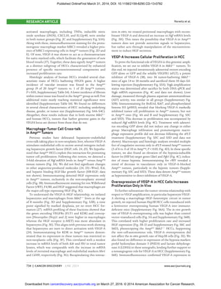 734 | CANCER DISCOVERY JUNE 2014 www.aacrjournals.org
Horwitz et al.RESEARCH ARTICLE
activated macrophages, including TNFα, inducible nitric
oxide synthase (iNOS), CXCL10, and IL12p40, were similar
in both tumor groups (Fig. 2C and Supplementary Fig. S3A).
Along with these, immunoﬂuorescent staining for the protu-
morigenic macrophage marker MRC1 revealed a higher pres-
ence of MRC1-expressing cells in Amppos
tumors (Fig. 2D and
E). Of note, VEGF-A was shown to act as a chemoattractant
for naïve myeloid cells, which facilitate the generation of new
blood vessels (37). Together, these data signify Amppos
tumors
as a distinct subgroup of HCCs characterized by enhanced
presence of speciﬁc microenvironmental components and
increased proliferation rate.
Histologic analysis of human HCCs revealed several char-
acteristic traits of HCCs harboring VEGFA gains. A higher
incidence of vascular invasion was found in the Amppos
group (9 of 20 Amppos
tumors vs. 1 of 20 Ampneg
tumors;
P < 0.01; Supplementary Table S4). A lower incidence of ﬁbrosis
within tumor tissue was found in the Amppos
group as well. Few
additional traits nearly reaching statistical signiﬁcance were
identiﬁed (Supplementary Table S4). We found no differences
in several clinical characteristics of HCC including underlying
disease, gender, or tumor size (Supplementary Fig. S4A–S4C).
Altogether, these results indicate that in both murine Mdr2−/−
and human HCCs, tumors that harbor genomic gains in the
VEGFA locus are distinct from those that do not.
Macrophage–Tumor Cell Cross-talk
in Amppos
Tumors
Previous studies have delineated hepatocyte–endothelial
cross-talk taking place in non-neoplastic liver, wherein VEGF-A
stimulates endothelial cells to secrete several mitogens includ-
ing hepatocyte growth factor (HGF; refs. 24, 25). We hypothe-
sized that Amppos
HCCs exploit this interaction for promoting
tumor cell proliferation. Following this notion, we detected a
3-fold elevation of Hgf mRNA levels in Amppos
versus Ampneg
mouse tumors (Fig. 3A). We did not ﬁnd signiﬁcant changes
in other angiocrine-produced molecules (24, 25)—Wnt2, IL6,
and heparin binding EGF-like growth factor (HB-EGF; data
not shown). Immunostaining detected HGF expression only
in Amppos
tumors, exclusively in the non-neoplastic stromal
cells (Fig. 3B). Immunoﬂuorescent staining for von Willebrand
Factor (vWF), F4/80, and HGF suggested that macrophages are
the major cell type expressing HGF (Fig. 3C).
To understand the VEGF-A–HGF relationship, we isolated
hepatocytes and macrophages from Mdr2−/−
livers at the age
of 8 months (Fig. 3D and Supplementary Fig. S3B), a time
point signiﬁed by marked dysplasia, yet no overt HCC for-
mation (27). mRNA proﬁling of these fractions showed that
the genes encoding VEGFRs (FLT1 and KDR) and corecep-
tors [Neuropilin (Nrp)1 and 2] were higher in macrophages
whereas the HGF receptor (c-MET) was more abundant in
hepatocytes (Fig. 3E). This aligns with previous work showing
that hepatocytes are inert to direct activation with VEGF-A
(24). Immunostaining for KDR in Amppos
tumors demon-
strated that its expression in these tumors was restricted to
non-neoplastic cells (Fig. 3F). This correlated with a modest
increase in mRNA levels of both Kdr and Flt1 in total tumor
lysates, which was comparable with the increase in mRNA
levels of recruited macrophage and endothelial markers Msr1
and Cd105, respectively (Fig. 3G). Recapitulating this interac-
tion in vitro, we treated peritoneal macrophages with recom-
binant VEGF-A and detected an increase in Hgf mRNA levels
(Fig. 3H). This raises the possibility that VEGF-A in Amppos
tumors does not provide autocrine signals to hepatocytes,
but rather acts through manipulation of the microenviron-
ment to induce HGF secretion.
VEGF-A Increases Cellular Proliferation in HCC
To prove the functional role of VEGFA in this genomic ampli-
ﬁcation, we set out to inhibit VEGF-A in Mdr2−/−
tumors. To
this end, we injected intravenously adenoviral vectors encoding
GFP alone or GFP and the soluble VEGFR1 (sFLT), a potent
inhibitor of VEGF-A (38), into 56 tumor-harboring Mdr2−/−
mice of ages 14 to 18 months and sacriﬁced them 10 days fol-
lowing injection (Supplementary Fig. S5A). Vegfa ampliﬁcation
status was determined after sacriﬁce by both DNA qPCR and
Vegfa mRNA expression (Fig. 4C and data not shown). Liver
damage, measured through plasma aspartate aminotransferase
(AST) activity, was similar in all groups (Supplementary Fig.
S5B). Immunostaining for BrdUrd, Ki67, and phosphorylated
histone H3 (pHH3) revealed that blocking VEGF-A markedly
inhibited tumor cell proliferation in Amppos
tumors, but not
in Ampneg
ones (Fig. 4A and B and Supplementary Fig. S5C
and S5D). This decrease in proliferation was accompanied by
reduced Hgf mRNA levels (Fig. 4C). Treatment with adenovi-
rus encoding GFP alone did not induce any change in either
group. Macrophage inﬁltration and protumorigenic macro-
phage expression proﬁle did not decrease following the sFLT
treatment (Supplementary Fig. S5C and S5D and data not
shown). Macroscopic and histologic analyses revealed multiple
foci of coagulative necrosis only in sFLT-treated Amppos
tumors
(3 of 6 vs. 0 of 10 in Ampneg
; P < 0.05; Fig. 4D). In these speciﬁc
tumors, we also found an elevation of the hypoxia-inducible
factor-1α (HIF1α) target genes Glut1 and Pgk1 (Fig. 4C), indica-
tive of tissue hypoxia. Immunostaining for vWF revealed a
trend of decrease in vasculature only in VEGF-A–blocked
Amppos
tumors, particularly in the hypoxic tumors (Supple-
mentary Fig. S5C and S5D). These data denote Amppos
tumors
as hypersensitive to direct inhibition of VEGF-A.
Overexpression of VEGF-A in HCC Cells Increases
Proliferation Only In Vivo
To further substantiate the tumor–stroma relationship with
respect to VEGF ampliﬁcation, in particular hepatocyte VEGF-
A eliciting a macrophage HGF–heterotypic circuit in tumor
growth, we injected human Hep3B HCC cells transduced with
a lentivector overexpressing human VEGF-A into immuno-
deﬁcient mice (Supplementary Fig. S6A). The in vivo growth
rate of VEGF-A–overexpressing cells was higher than control
vector–transduced cells (Fig. 5A and Supplementary Fig. S6B).
This correlated with higher proliferation rate and increased
HGF expression (Fig. 5B–D and Supplementary Fig. S6C and
S6D), phenocopying the Amppos
Mdr2−/−
HCCs. Supporting
the non–cell-autonomous role, VEGF-A overexpression did
not affect the in vitro growth rate of Hep3B cells (Fig. 5E). We
also found no difference in expression of the hypoxia markers
prolyl hydroxylase domain 3 (PHD3) and lactate dehydroge-
nase A (LDHA) in these xenografts, lending further support to
a nonangiogenic role for VEGF-A in HCC (Supplementary Fig.
S6E). Immunoﬂuorescence conﬁrmed VEGF-A expression in
on March 27, 2016. © 2014 American Association for Cancer Research.cancerdiscovery.aacrjournals.orgDownloaded from
Published OnlineFirst March 31, 2014; DOI: 10.1158/2159-8290.CD-13-0782
 