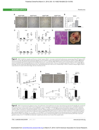 736 | CANCER DISCOVERY JUNE 2014 www.aacrjournals.org
Horwitz et al.RESEARCH ARTICLE
Figure 4. VEGF-A inhibition impedes proliferation in Amppos
tumors. Mdr2−/−
mice were treated with adenovectors expressing either GFP alone or GFP
and sFLT for 10 days. A, representative photomicrographs of IHC for BrdUrd. Tumor-inﬁltrating cells remain proliferative. Scale bar, 100 μm. B, BrdUrd
immunostaining was quantiﬁed using automated image analysis (n ≥ 6; *, P < 0.05). C, mRNA qPCR analysis of the indicated genes in Ampneg
and Amppos
tumors treated with the indicated adenovectors. Each dot represents a different tumor. The cross line signiﬁes geometric mean (***, P < 0.0001). D, left,
histologic section stained with H&E depicting necrosis, representing three out of the six sFLT-treated Amppos
tumors. Scale bar, 500 μm. Right, a macro-
scopic picture of a tumor with hemorrhagic necrosis. Scale bar, 0.5 cm.
C D
B
***
0
1
2
3
4
5
BrdUrd
Ampneg
GFP
Ampneg
sFLT
Amppos
GFP
Amp
pos
sFLT
BrdUrd
Percentagepositivenuclei
*
A
8
30
20
10
0
5
4
3
2
1
0
6
4
2
0
Relativeexpression
8
6
4
2
0
Relativeexpression
Relativeexpression
Relativeexpression
Amp
neg
sFLT
Amp
neg
GFP
Amppos
GFP
Amppos
sFLT
Ampneg
sFLT
Amp
neg
GFP
Amp
pos
GFP
Amp
pos
sFLT
Amp
neg
sFLT
Ampneg
GFP
Amppos
GFP
Amppos
sFLT
Amp
neg
sFLT
Ampneg
GFP
Amppos
GFP
Amppos
sFLT
Vegfa
Glut1 Pgk1
Hgf
Ampneg GFP Ampneg sFLT Amppos GFP Amppos sFLT
H&E
Amppos sFLT
Figure 5. VEGF-A overexpression enhances tumor cell proliferation. Immunodeﬁcient mice were subcutaneously injected with Hep3B cells transduced
with control vector or with a human VEGF-A vector. A, growth curve of xenografts transduced with control vector (black line) or with VEGF-A lentivec-
tor (gray line). Tumor volumes were measured topically with a caliper (*, P < 0.05; **, P < 0.01). B, representative photomicrographs of IHC for BrdUrd in
control or VEGF-A lentivector-transduced xenografts. Scale bar, 100 μm. C, BrdUrd immunostaining was quantiﬁed using automated image analysis (n ≥
3; *, P < 0.05; a representative experiment of two performed is shown). D, mRNA qPCR analysis in control or VEGF-A lentivector-transduced xenografts.
Bars represent geometric mean (n ≥ 4; *, P < 0.05; **, P < 0.01). E, XTT in vitro proliferation assay of the indicated lentivector-transduced cultured cells.
F, expression of Hgf in macrophage and endothelial fractions from tumors overexpressing VEGF-A and controls determined by qPCR. Bars represent
geometric mean; n ≥ 3; *, P < 0.05; ND, not detected—ampliﬁcation did not occur in any of the sample’s wells.
D
B
E
A C
F
*
ND ND
Mac. End. Mac. End.
Control
tumor
VEGF-A
tumor
Control VEGF-A
BrdUrd
*
Control
VEGF-A
Control
VEGF-A
2,000
1,800
1,600
1,400
1,200
1,000
800
600
400
200
0
6 1.9
Control
VEGF-A
BrdUrd
35
30
25
20
15
10
5
0
Percentagepositivenuclei
Hgf
2.5
2.0
1.5
1.0
0.5
0.0
1.7
1.5
1.3
1.1
0.9
0.7
0.5
0 1 2 3
Days in culture
4
Control
VEGF-A
5 6
Tumorvolume(mm3
)
Relativeexpression
Absorbance(450nm)
Relativeexpression
5
4
3
2
1
0
0 10
**
*
**
*
*
**
Days
hVEGFA mHgf
20 30
on March 27, 2016. © 2014 American Association for Cancer Research.cancerdiscovery.aacrjournals.orgDownloaded from
Published OnlineFirst March 31, 2014; DOI: 10.1158/2159-8290.CD-13-0782
 