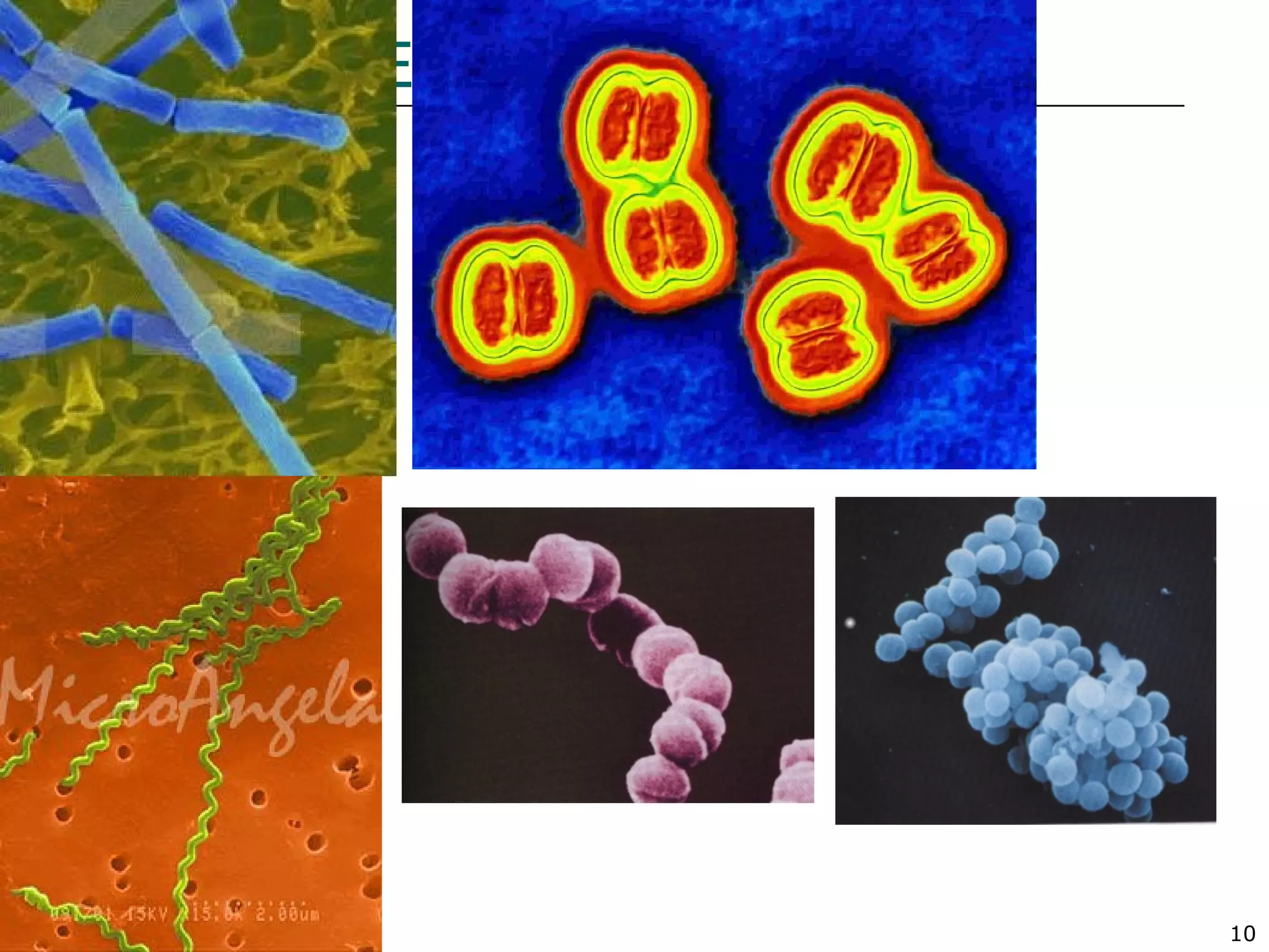 10
BACTERIA PICS
 