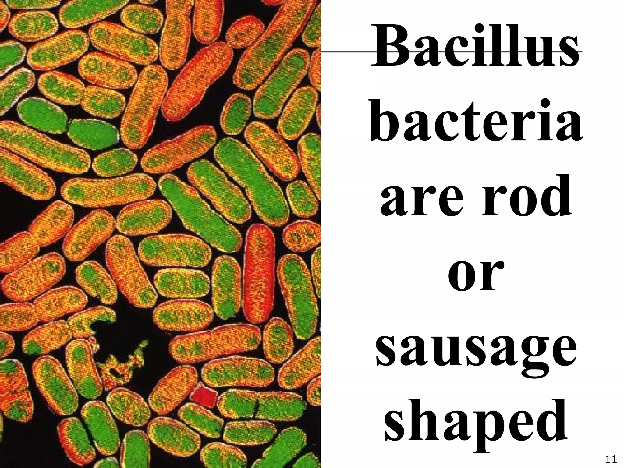 11
Bacillus
bacteria
are rod
or
sausage
shaped
 