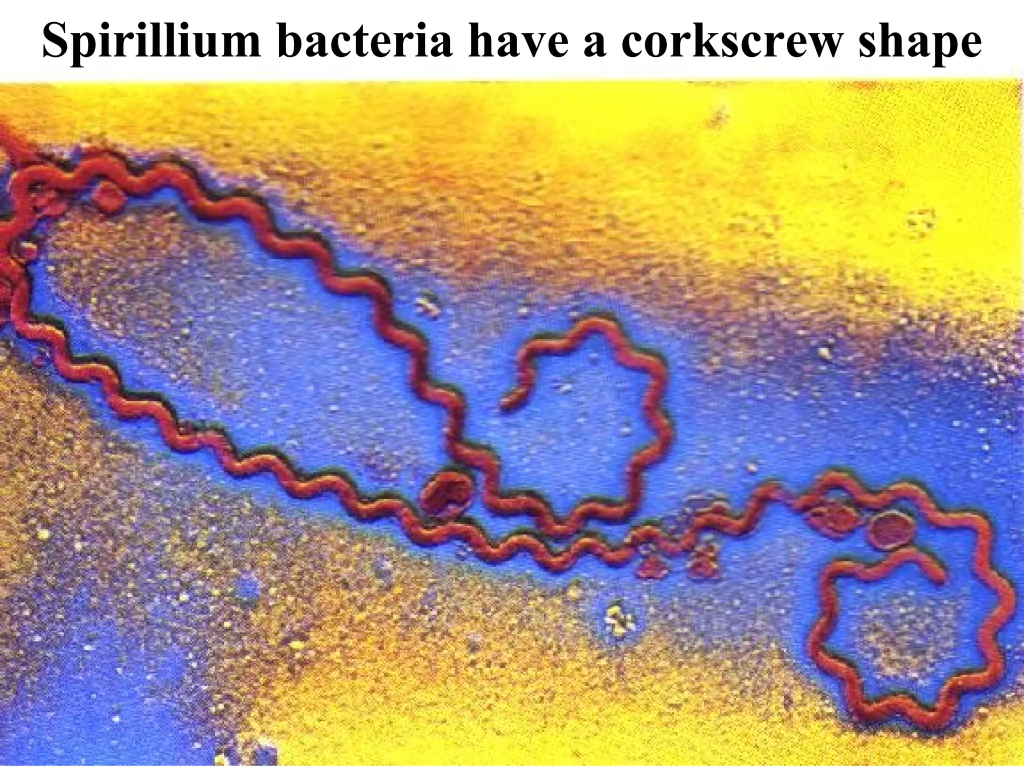13
Spirillium bacteria have a corkscrew shape
 
