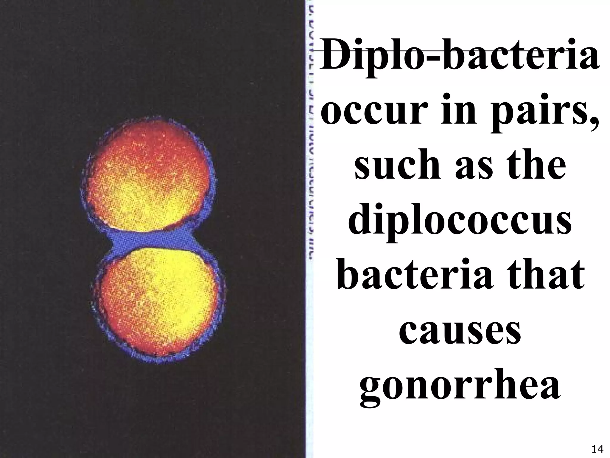 14
Diplo-bacteria
occur in pairs,
such as the
diplococcus
bacteria that
causes
gonorrhea
 