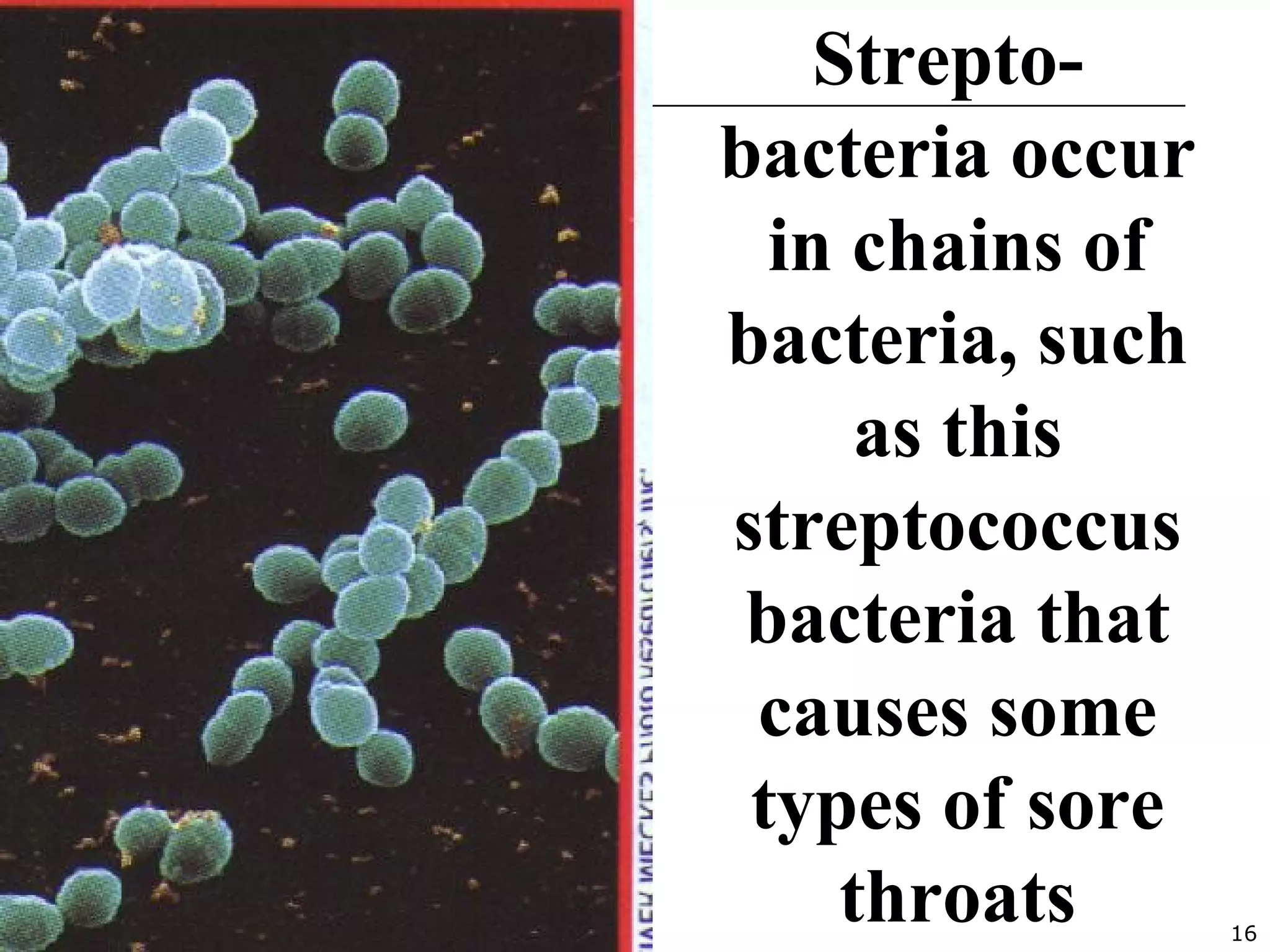 16
Strepto-
bacteria occur
in chains of
bacteria, such
as this
streptococcus
bacteria that
causes some
types of sore
throats
 