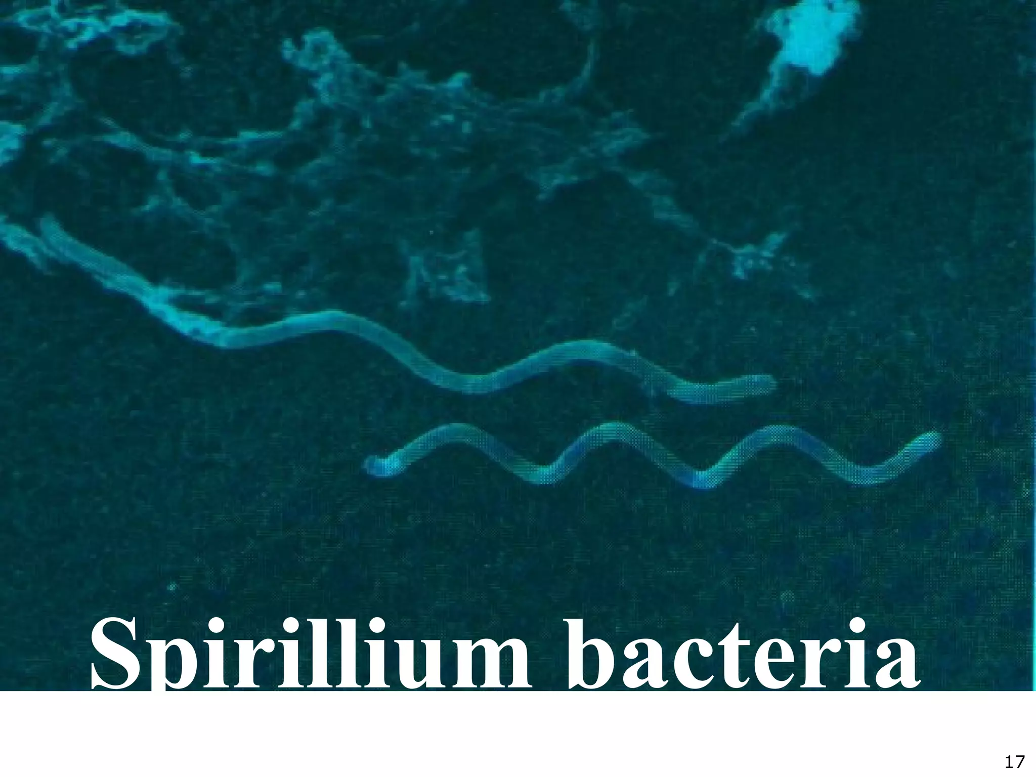 17
Spirillium bacteria
 