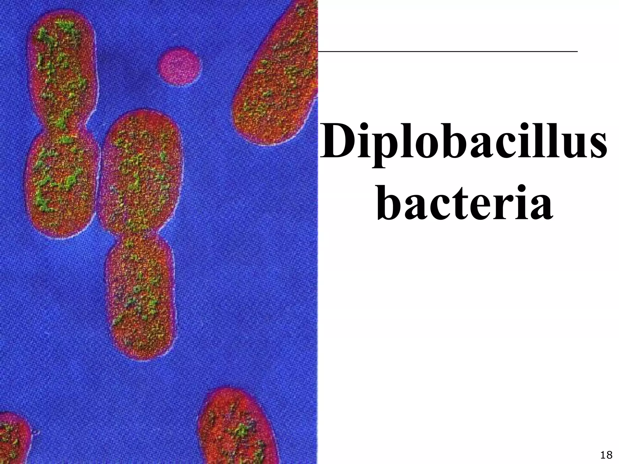 18
Diplobacillus
bacteria
 