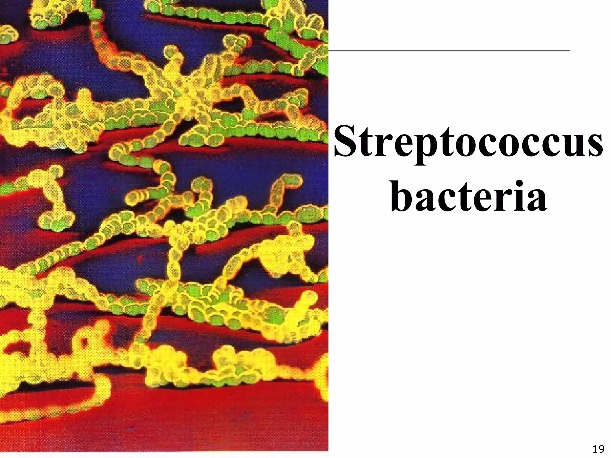 19
Streptococcus
bacteria
 