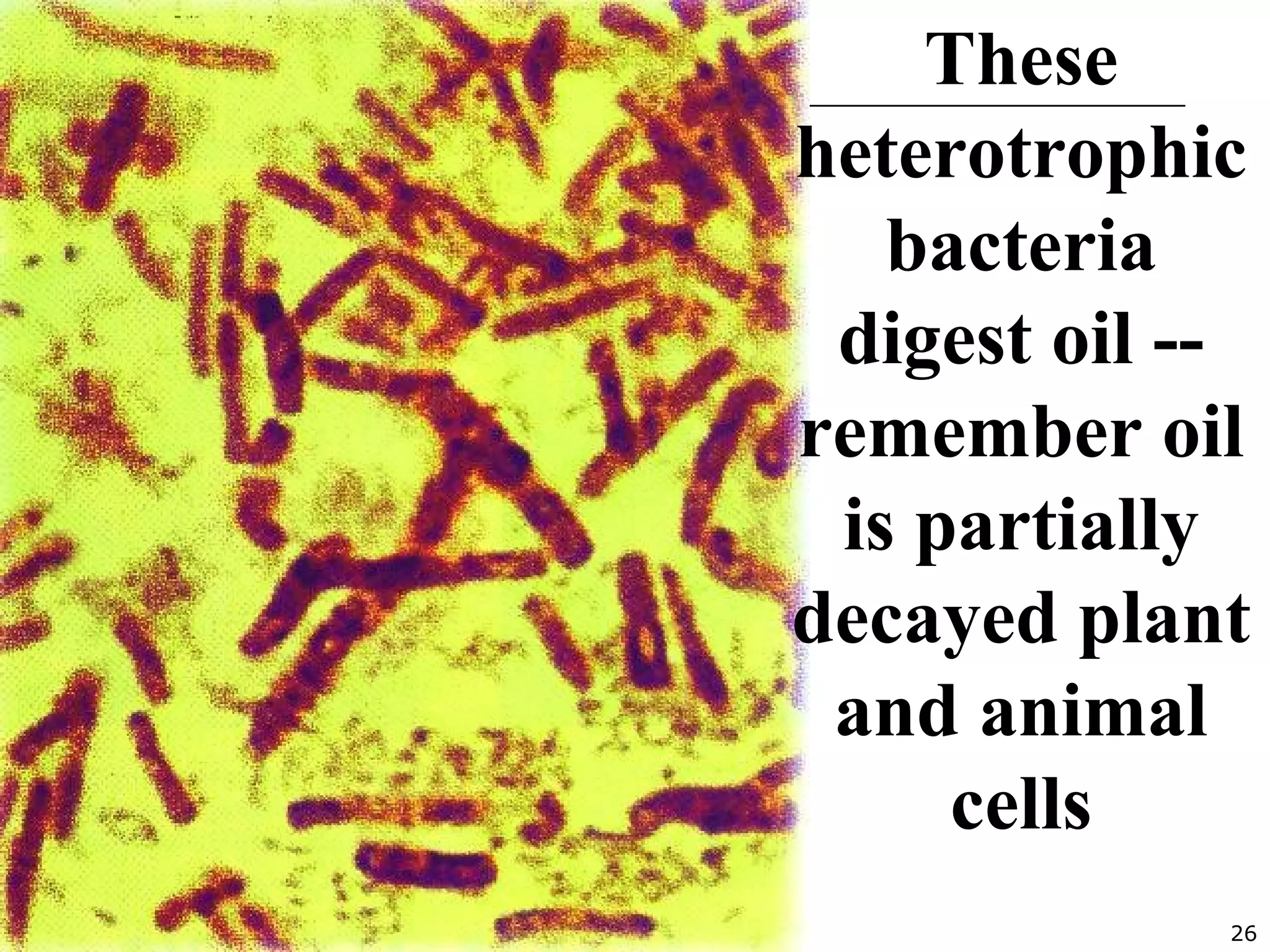 26
These
heterotrophic
bacteria
digest oil --
remember oil
is partially
decayed plant
and animal
cells
 