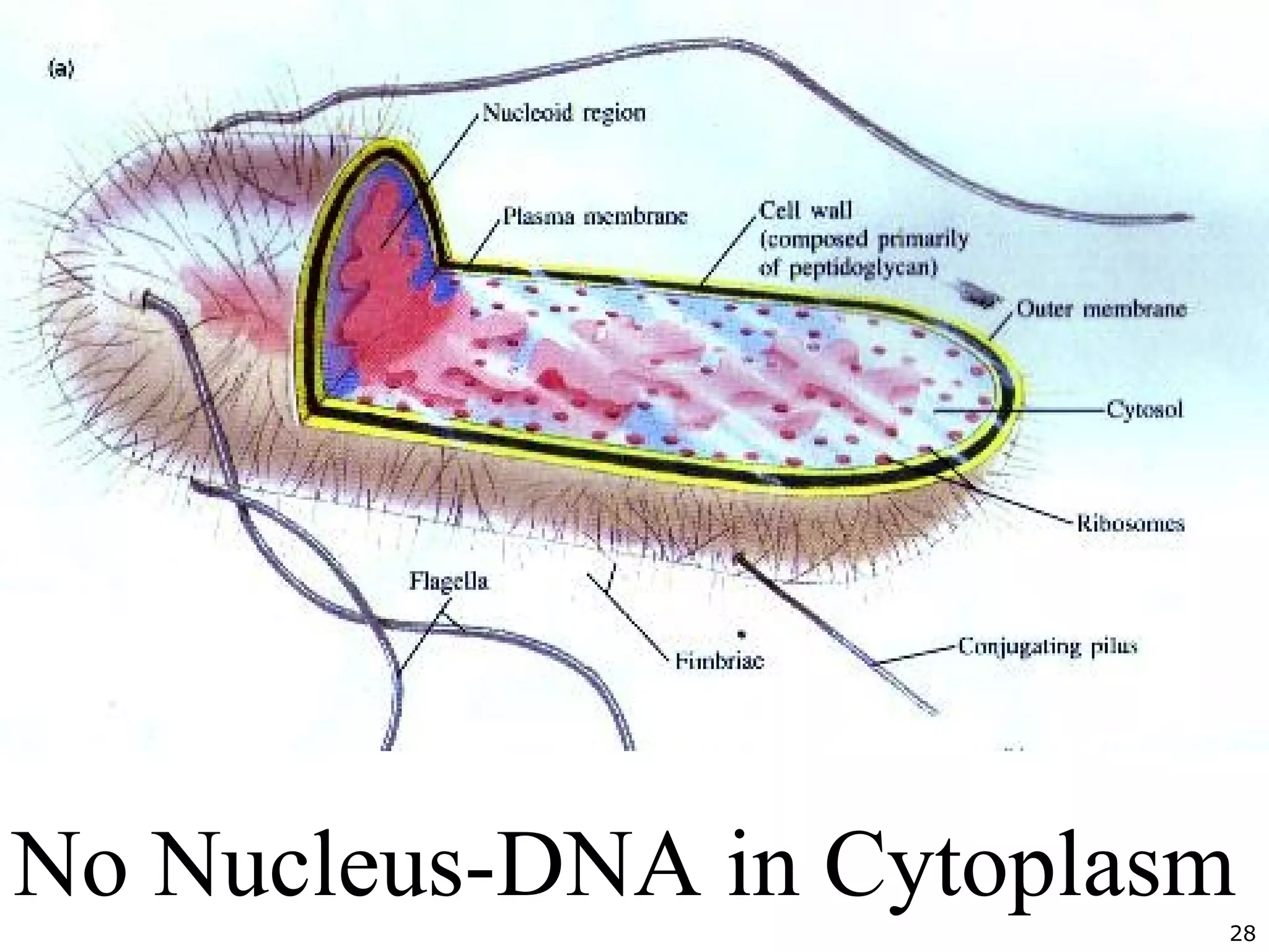 28
No Nucleus-DNA in Cytoplasm
 