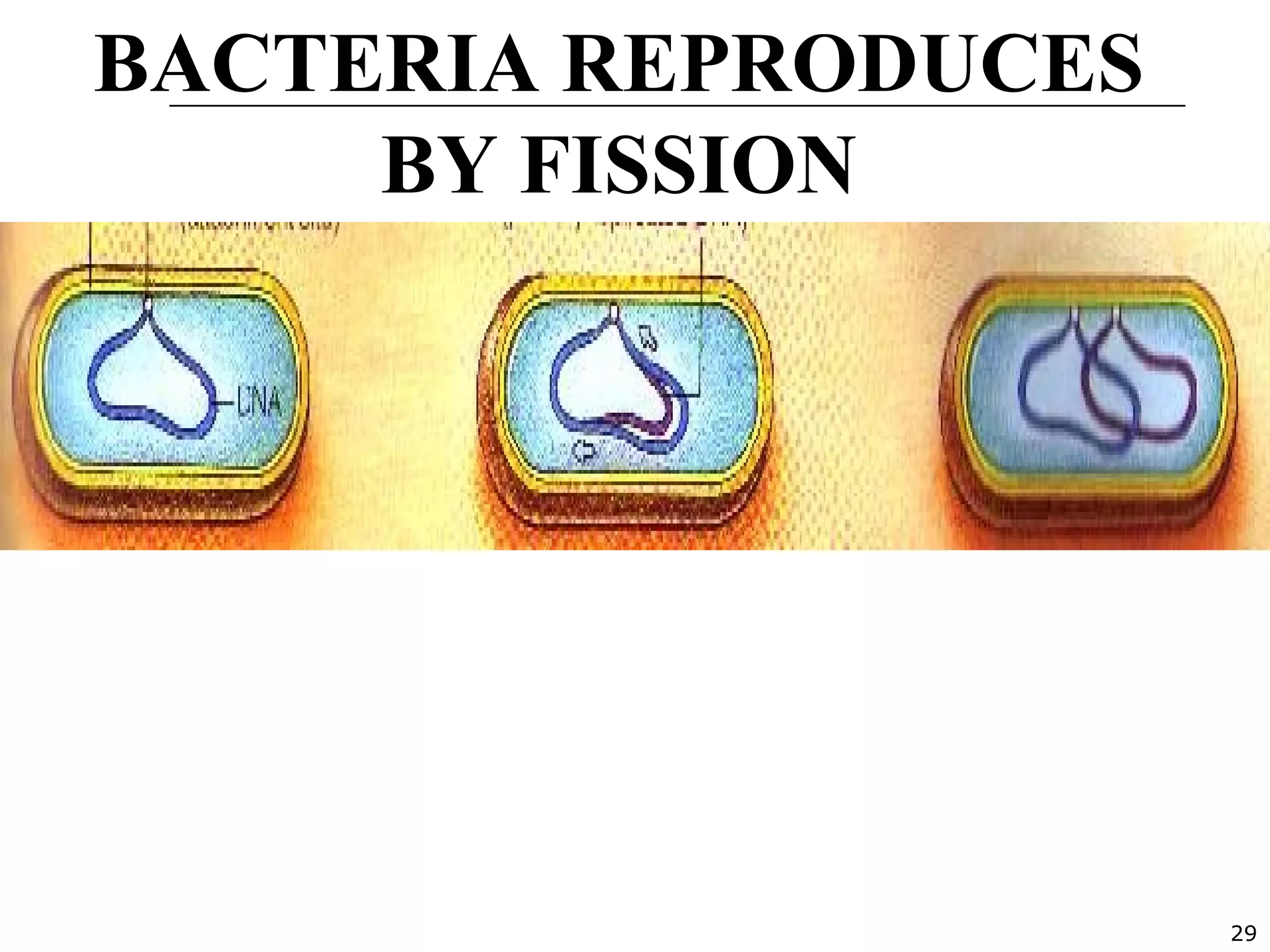 29
BACTERIA REPRODUCES
BY FISSION
First the chromosomal DNA
makes a copy
The DNA replicates
 