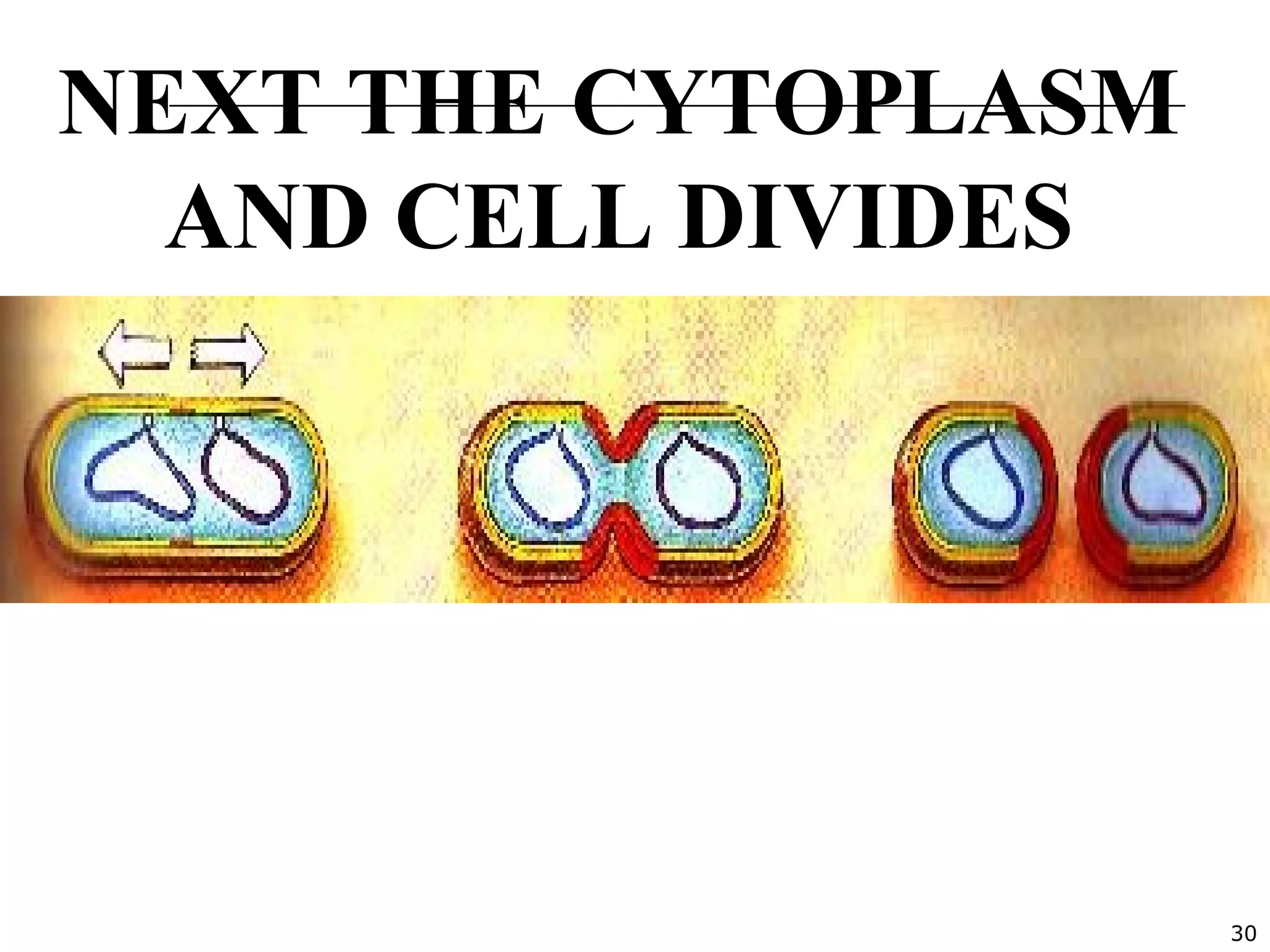 30
NEXT THE CYTOPLASM
AND CELL DIVIDES
The two resulting cells are
exactly the same
 