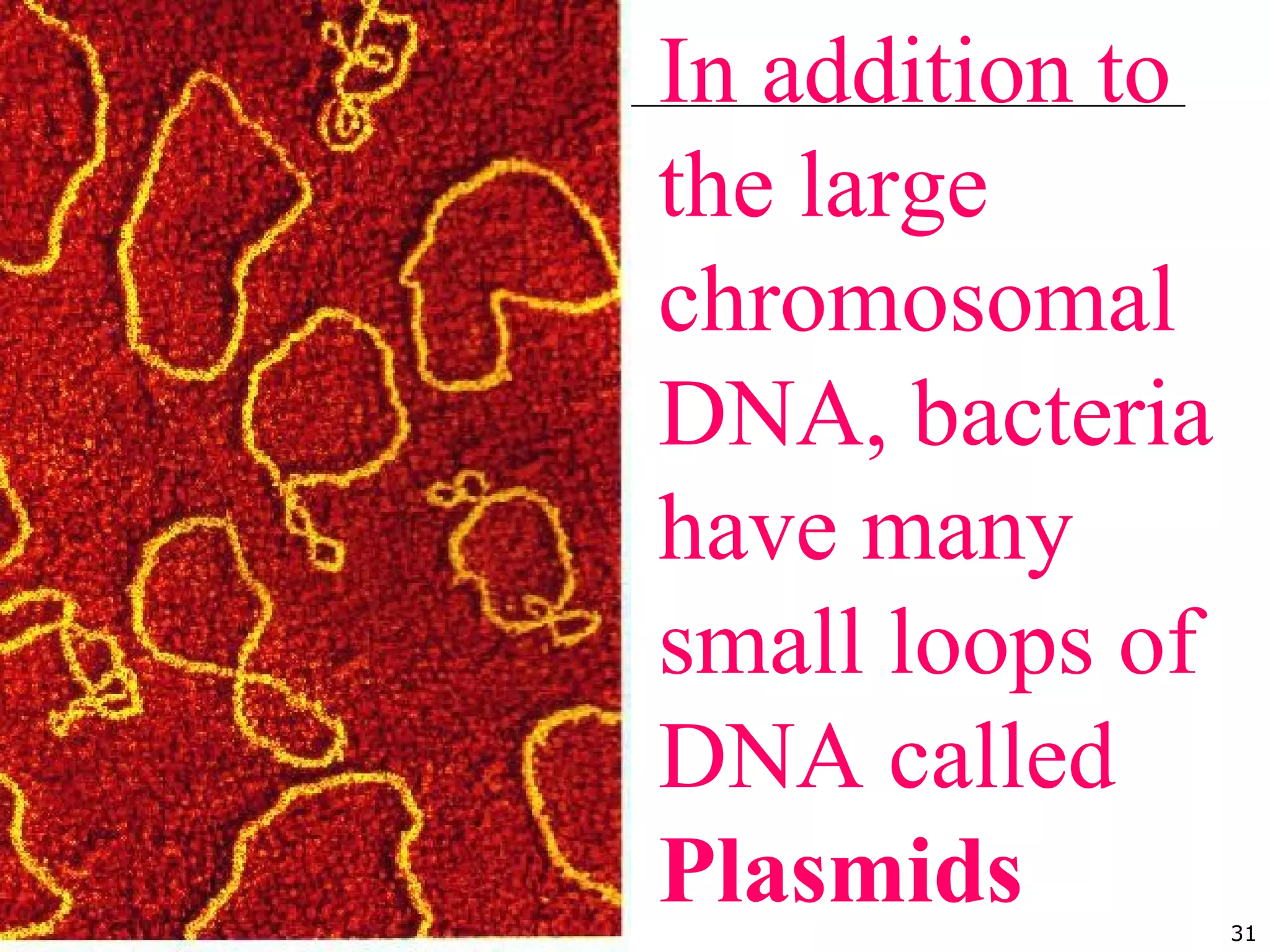 31
In addition to
the large
chromosomal
DNA, bacteria
have many
small loops of
DNA called
Plasmids
 