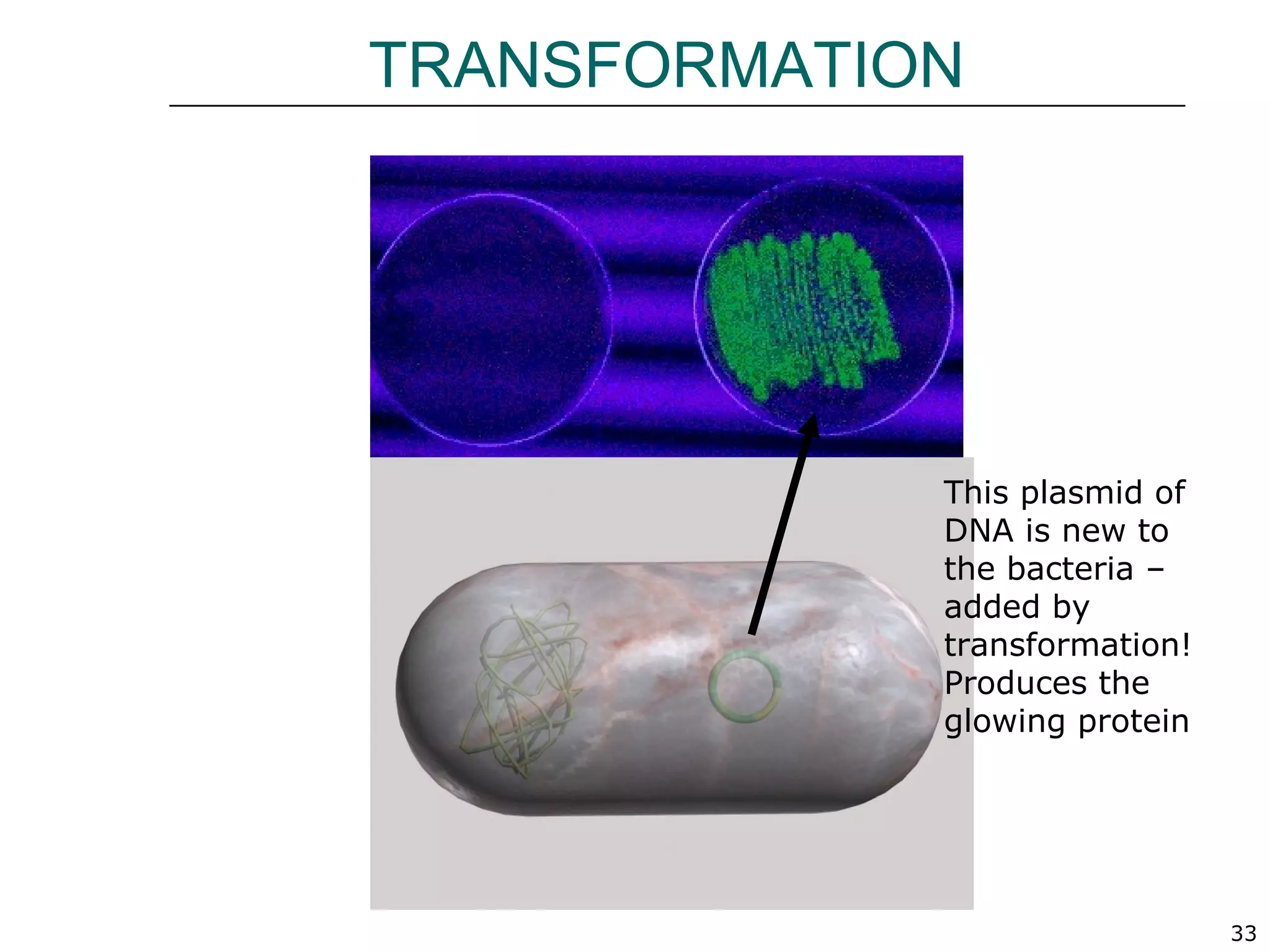 33
TRANSFORMATION
This plasmid of
DNA is new to
the bacteria –
added by
transformation!
Produces the
glowing protein
 