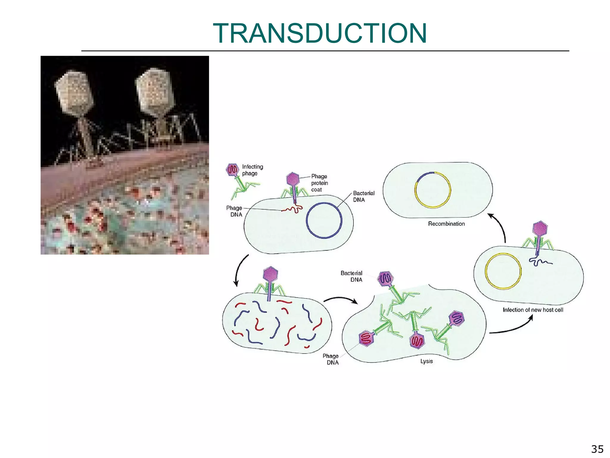 35
TRANSDUCTION
 