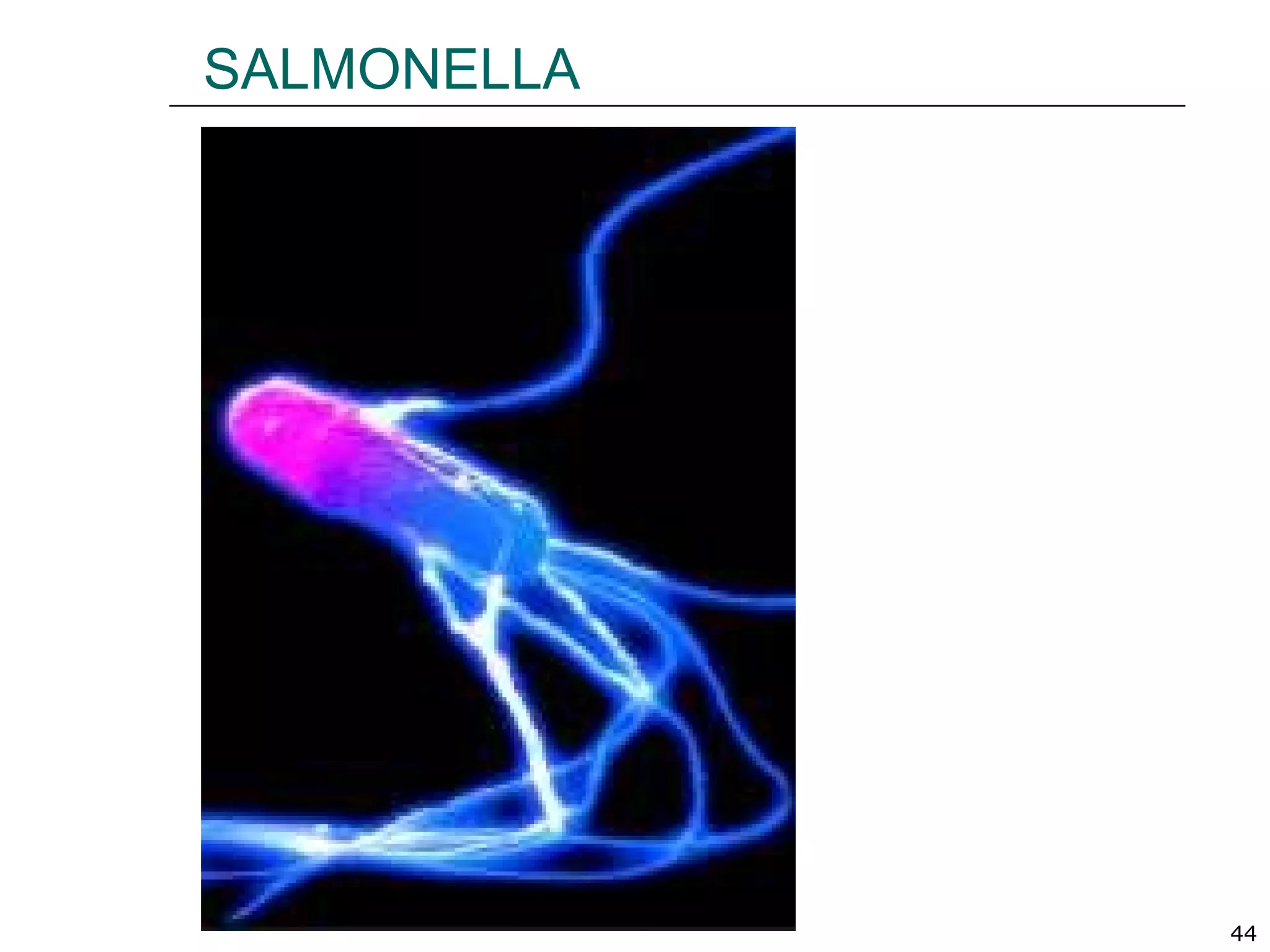 44
SALMONELLA
 