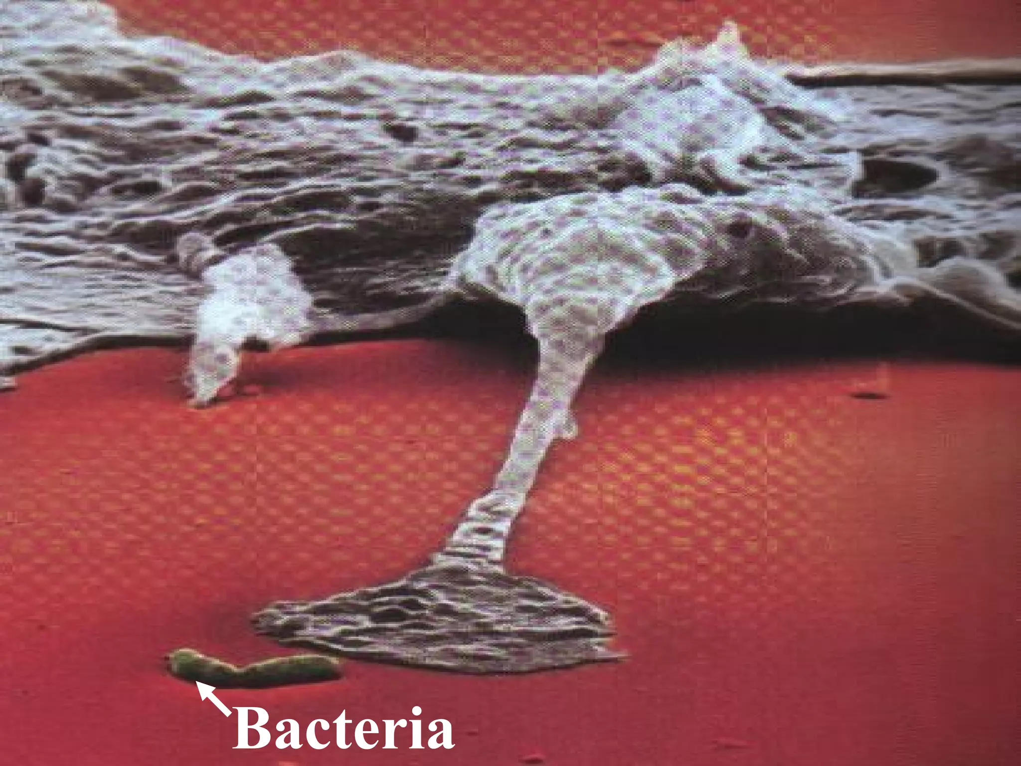 5
Bacteria
 