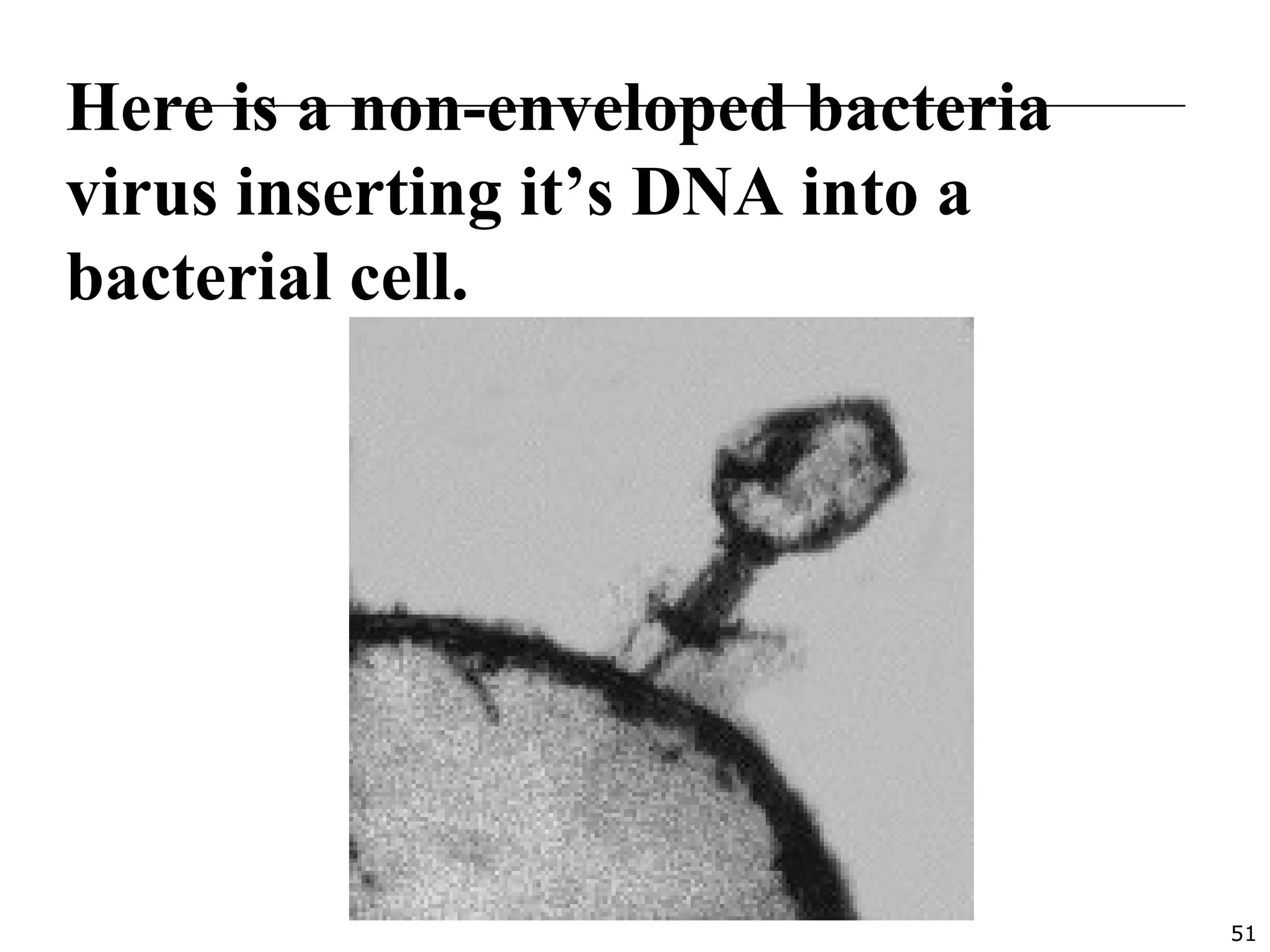 51
Here is a non-enveloped bacteria
virus inserting it’s DNA into a
bacterial cell.
 