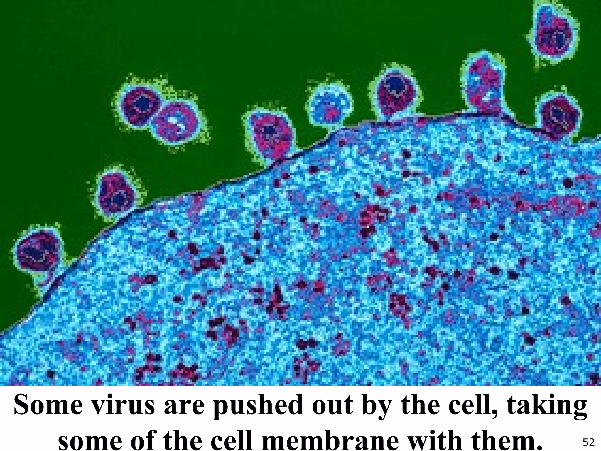 52
Some virus are pushed out by the cell, taking
some of the cell membrane with them.
 