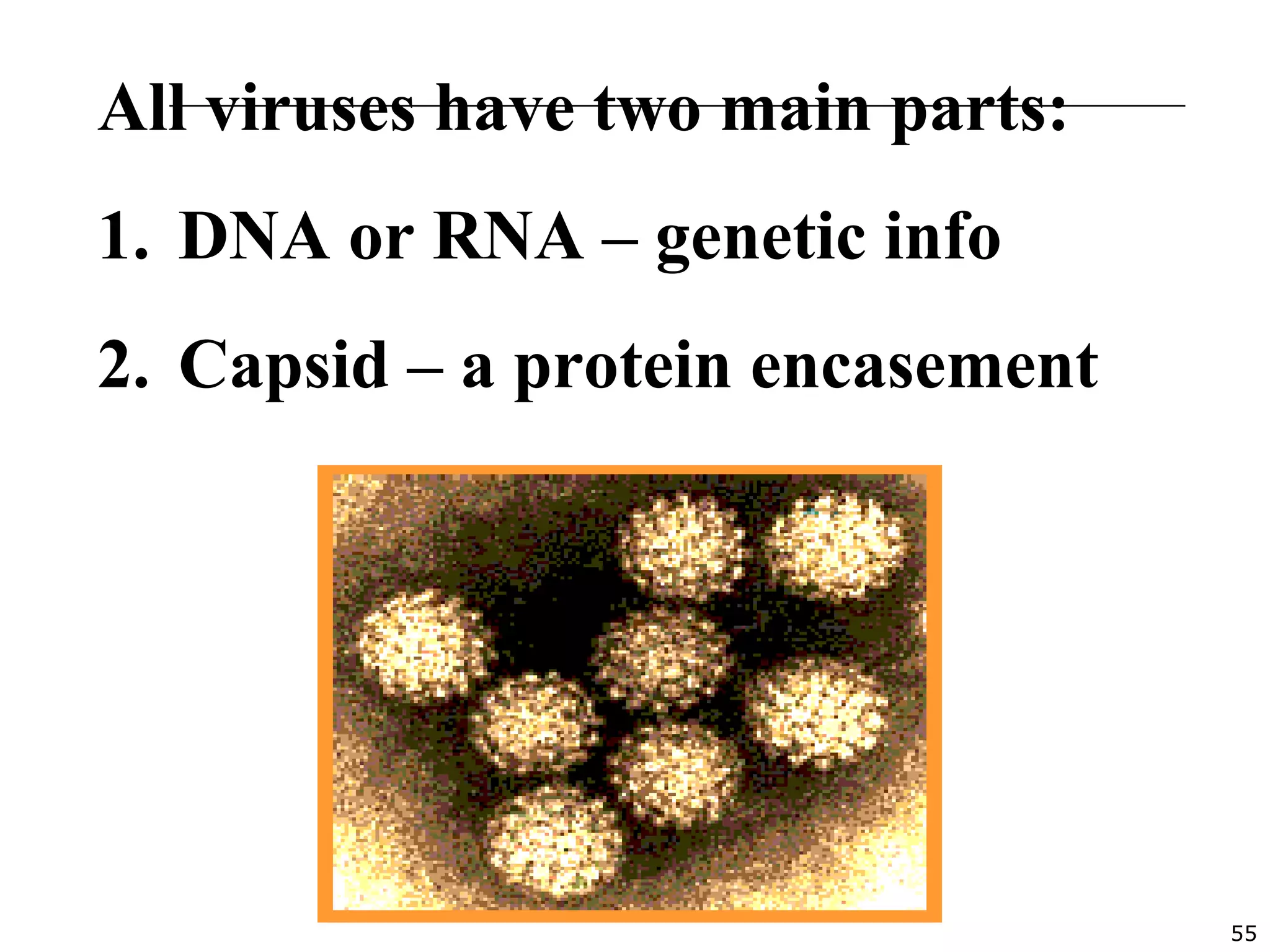 55
All viruses have two main parts:
1. DNA or RNA – genetic info
2. Capsid – a protein encasement
 