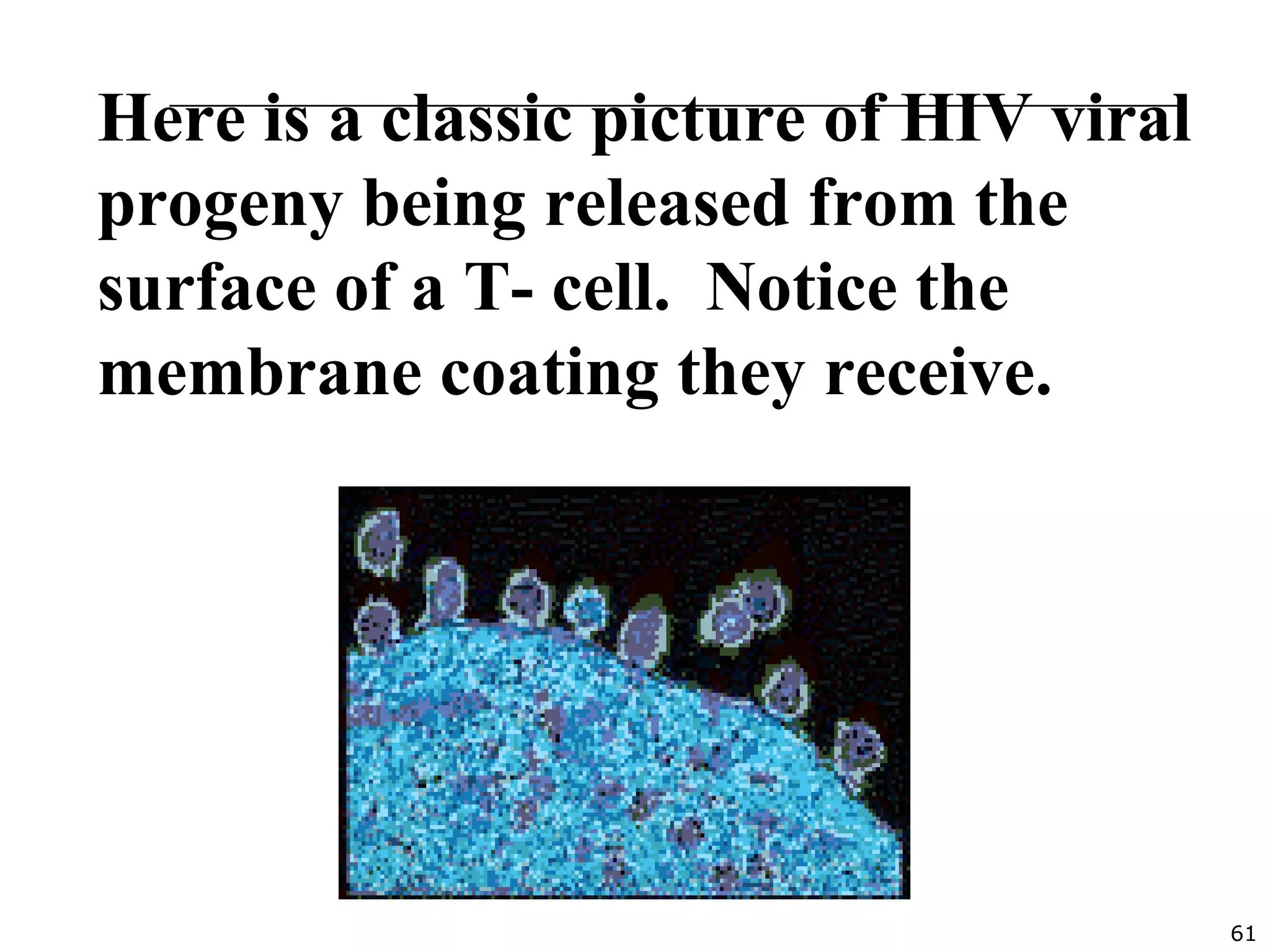 61
Here is a classic picture of HIV viral
progeny being released from the
surface of a T- cell. Notice the
membrane coating they receive.
 