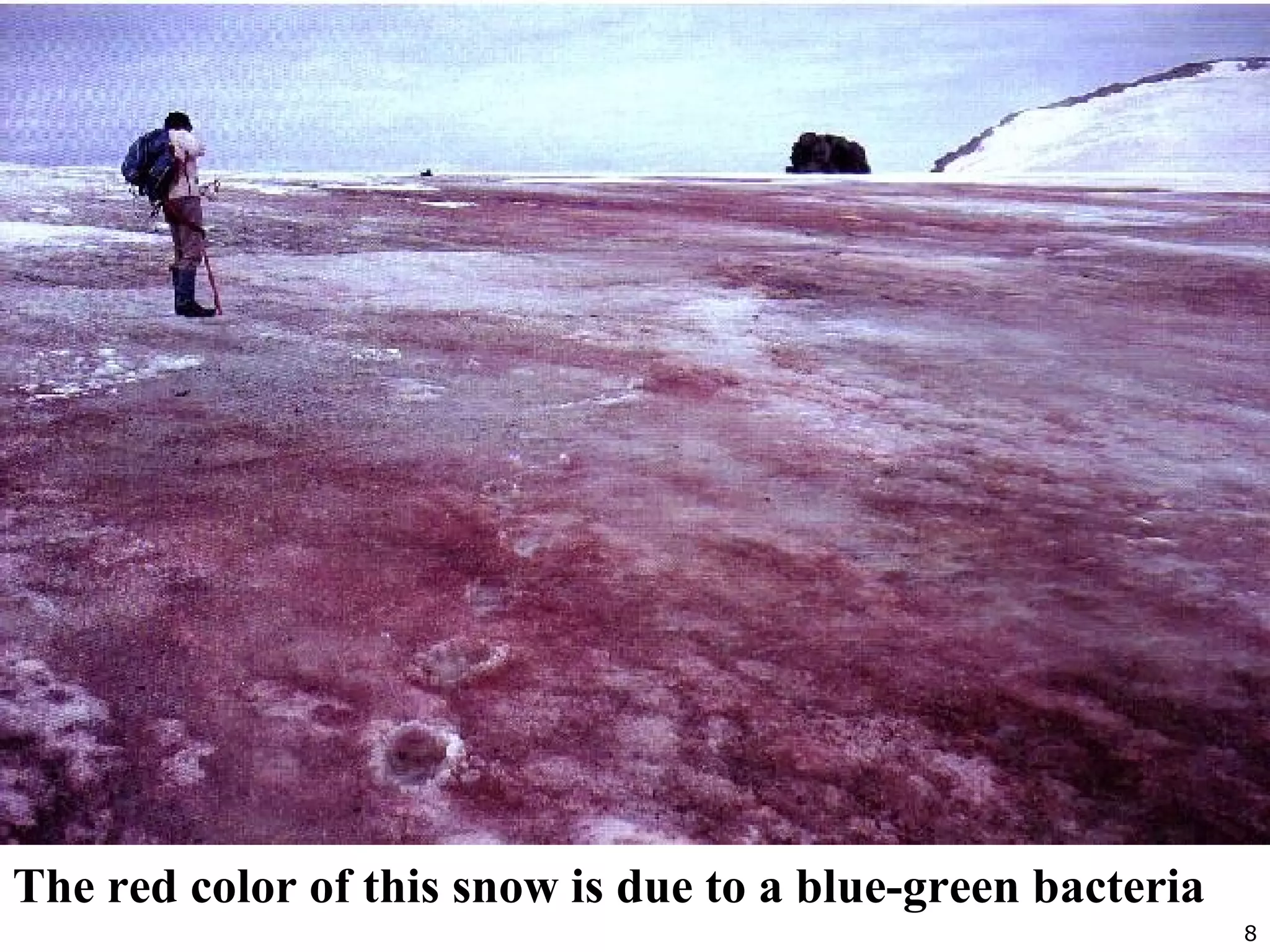 8
The red color of this snow is due to a blue-green bacteria
 