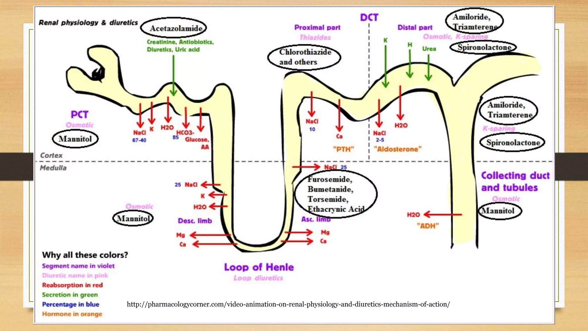 http://pharmacologycorner.com/video-animation-on-renal-physiology-and-diuretics-mechanism-of-action/
 
