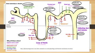 http://pharmacologycorner.com/video-animation-on-renal-physiology-and-diuretics-mechanism-of-action/
 