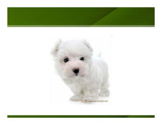 Andrew Chak - Getting The Next Click