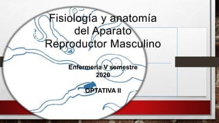 Fisiología y anatomía
del Aparato
Reproductor Masculino
Enfermería V semestre
2020
OPTATIVA II
 