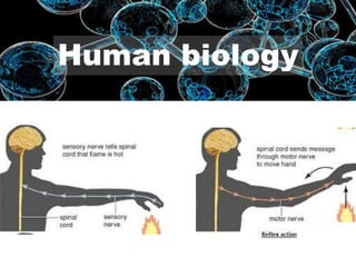 Human biology
 