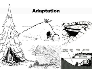 Adaptation
 