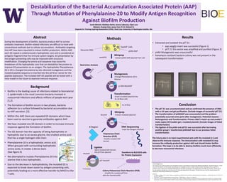 Destabilization of the Bacterial Accumulation Associated Protein (AAP)
Through Mutation of Phenylalanine-20 to Modify Antigen Recognition
Against Biofilm Production
Sarah Albrecht, Matthew Berhe, Serena LaBounty, Elijah Lazo
Mentors: Ruying Chen, Jenny Tran; PI: Dr. Richard To
Stipends for Training Aspiring Researchers (STAR), Teach Lab, University of Washington Seattle, WA
Abstract
During the development of biofilm, bacteria produce AAP to survive
antibiotic treatment. Biofilm related infections are difficult to treat with
conventional methods due to cellular accumulation. Antibodies targeting
the AAP have been reported to reduce biofilm production. Within AAP,
each G5 repeat is coiled around a hydrophobic core and is considered an
antigenic fragment that the immune system targets. G5 presentation by
the antigen presenting cells may be improved with structural
modification. Changing the amino acid sequence may cause the
breakdown of the hydrophobic core that can destabilize the protein to
improve G5 presentation as an antigen. The hydrophobic Phenylalanine-
20 in G5 is changed into alanine by site–directed mutagenesis and the
mutated peptide sequence is inserted into the pET21a+ vector for the
peptide expression. The mutated AAP-G5 peptide will be tested with a
mice model in the future to examine immune response.
Background
• Biofilm is the leading cause of infections related to biomaterial.
S. epidermidis is the most common bacteria involved in
nosocomial infections and affects millions of people each year
[1,2].
kb
• The formation of biofilm occurs in two phases, bacteria
adhesion to a surface followed by bacterial accumulation due
to AAP secretion. [3].
• Within this AAP, there are repeated G5 domains which have
been used as vaccine to generate antibodies against AAP.
• We have mutated one G5 domain in order to increase immune
response against the formation of biofilm.
• The G5 domain has the capacity of being hydrophobic or
hydrophilic due to an excess glycine, the smallest amino acid
that has a single hydrogen side chain.
• Phenylalanine-20 is a hydrophobic amino acid.
When grouped with surrounding hydrophobic
amino acids, it creates a dense stack.
(See figure A)
• We attempted to mutate Phenylalanine-20 into
alanine that is less hydrophobic.
• Due to the decrease in hydrophobicity, the mutated G5 is
expected to break down easier by antigen presenting cells,
potentially leading to a more effective transfer by MHCII to the
T cells.
pVAX
pVAX
pVAX
pET21a+
p-VAX-MutAAP
Miniprep
- Extract pVAX-AAP plasmid from cellwtAAPG5
Restriction Analysis
Mutagenesis
-Change Phenylalanie-20 to
Alanine
MutG5
XL-10 Blue
Miniprep
-Extract mutated plasmidMutAAP
DNA Sequencing
-Used the Sangers method
Polymerase Chain
Reaction (PCR)
-Amplify mutated AAP
domain
Ligation
-Splice mutated AAP domain
into pET21a+ plasmid
T7 Promoter
MutAAP
pET-MutAAP
Transform to BL21DE3 cells
for Protein Expression
Top10F’ Cells
Transformation
-Insert mutated plasmid into
XL-10 Blue cells
Methods
Acknowledgements:
This research was made possible by the NIH National Heart Lung & Blood Institute Grant #5R25HL103180-05 "UW STAR Program”. Thank
you to Dr. Richard To, our lab mentor and professor, for showing us how to conduct research and for teaching us how to work in a
scientific manor. Thank you to Karlotta Rosebaugh and Teri Ward, for giving us this opportunity to broaden our horizons. Thank you to
our lab assistants Ruying Chen and Jenny Tran for educational guidance and support. Finally, thank you to all the lab participants for
making this internship an experience to remember.
References:
1. J. C. Linnes, K. Mikhova, and J. D. Bryers, “Adhesion of Staphylococcus epidermidis to biomaterials is inhibited by fibronectin and albumin.,” J. Biomed. Mater. Res. A, vol. 100, no. 8,
pp. 1990–7, Aug. 2012.
2. T. Bjarnsholt, “The role of bacterial biofilms in chronic infections.,” APMIS. Suppl., no. 136, pp. 1–51, May 2013.
3. D. Sun, M. A. Accavitti, J. D. Bryers, D. Sun, M. A. Accavitti, and J. D. Bryers, “Inhibition of Biofilm Formation by Monoclonal Antibodies against Staphylococcus epidermidis RP62A
Accumulation-Associated Protein Inhibition of Biofilm Formation by Monoclonal Antibodies against Staphylococcus epidermidis RP62A Accumulation- Associated Protein,” 2005.
Genomic DNA pVAX-AAP
ResultsResults
• Extracted and isolated the pET 21
• aap aapgfp insert was successful (Figure 1)
• pET 21 this vector was amplified and purified (Figure 3)
• pVAX Mutagenesis was unsuccessful
• Kanamycin resistant bacteria colony was not present in the
subsequent transformation
B Region
Colony Polymerase Chain Reaction (PCR)
- Amplify the mutated pET21a+
with the inserted pVAX.
Conclusion
• The pET 21 was uncontaminated and we confirmed the presence of DNA
with a UV spec and gel purification. (include images of successful pET 21)
• The transformation of pVAXAAP was unsuccessful and the problem
potentially occurred some point after mutagenesis. Potential reasons: -
Mutangenesis and Transformation: Primers didn’t match up and couldn’t
make copies OR Couldnt get a mutated plasmid. (include images of failed
transformation)
• The ligation of the pVAX and pET21 was successful after borrowing
another group’s transformed pVAXAAP due to our previous failed
transformation.
The future plan is to inject experimental pets with the mutated G-5 and
observe the immune response. The immunization with mutated G5 may
increase the antibody production against AAP and should hinder biofilm
formation. The hope is to be able to destroy biofilms much more efficiently
to decrease nosocomial infections.
 