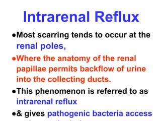 Intrarenal Reflux
●Most scarring tends to occur at the
renal poles,
●Where the anatomy of the renal
papillae permits backflow of urine
into the collecting ducts.
●This phenomenon is referred to as
intrarenal reflux
●& gives pathogenic bacteria access
 