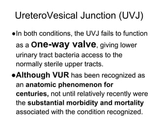 UreteroVesical Junction (UVJ)
●In both conditions, the UVJ fails to function
as a One-way valve, giving lower
urinary tract bacteria access to the
normally sterile upper tracts.
●Although VUR has been recognized as
an anatomic phenomenon for
centuries, not until relatively recently were
the substantial morbidity and mortality
associated with the condition recognized.
 