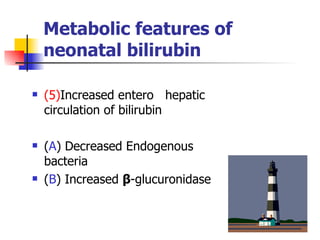 Metabolic features of neonatal bilirubin (5) Increased entero  hepatic circulation of bilirubin ( A ) Decreased Endogenous  bacteria ( B ) Increased  β -glucuronidase  