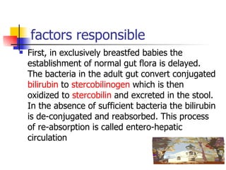 factors responsible First, in exclusively breastfed babies the establishment of normal gut flora is delayed. The bacteria in the adult gut convert conjugated  bilirubin  to  stercobilinogen  which is then oxidized to  stercobilin  and excreted in the stool. In the absence of sufficient bacteria the bilirubin is de-conjugated and reabsorbed. This process of re-absorption is called entero-hepatic circulation  