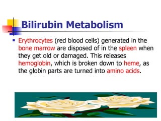 Bilirubin  Metabolism Erythrocytes  (red blood cells) generated in the  bone marrow  are disposed of in the  spleen  when they get old or damaged. This releases  hemoglobin , which is broken down to  heme , as the globin parts are turned into  amino acids .  