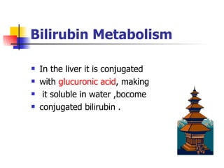 Bilirubin  Metabolism In the liver it is conjugated  with  glucuronic acid , making it soluble in water ,bocome  conjugated bilirubin . 