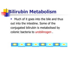 Bilirubin  Metabolism Much of it goes into the bile and thus  out into the intestine. Some of the conjugated bilirubin is metabolised by  colonic bacteria to  urobilinogen  . 