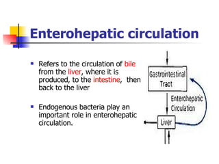 Enterohepatic circulation Refers to the circulation of  bile  from the  liver , where it is produced, to the  intestine ,  then back to the liver Endogenous bacteria play an important role in enterohepatic circulation. 