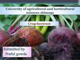 University of agricultural and horticultural
sciences shimoga
Crop:beetroot
Submitted by:
Praful gowda
 
