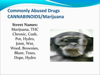 Commonly Abused Drugs
CANNABINOIDS/Marijuana
Street Names:
Marijuana, THC
Chronic, Cush,
Pot, Hydro,
Joint, Wet,
Weed, Brownies,
Blunt, Trees,
Dope, Hydro
 