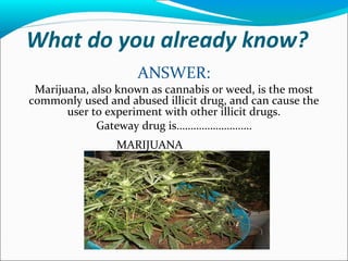 What do you already know?
ANSWER:
Marijuana, also known as cannabis or weed, is the most
commonly used and abused illicit drug, and can cause the
user to experiment with other illicit drugs.
Gateway drug is………………………
MARIJUANA
 