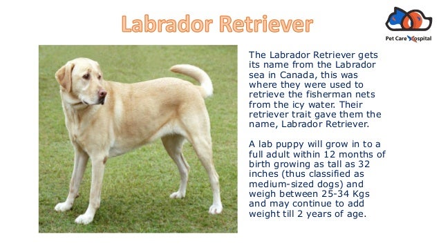 indian dogs breed names and images